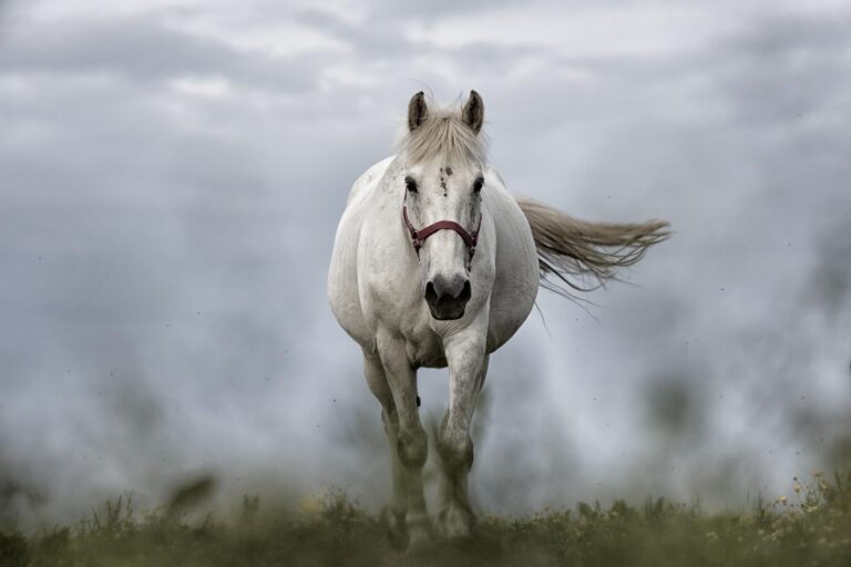 white-horse-1136093