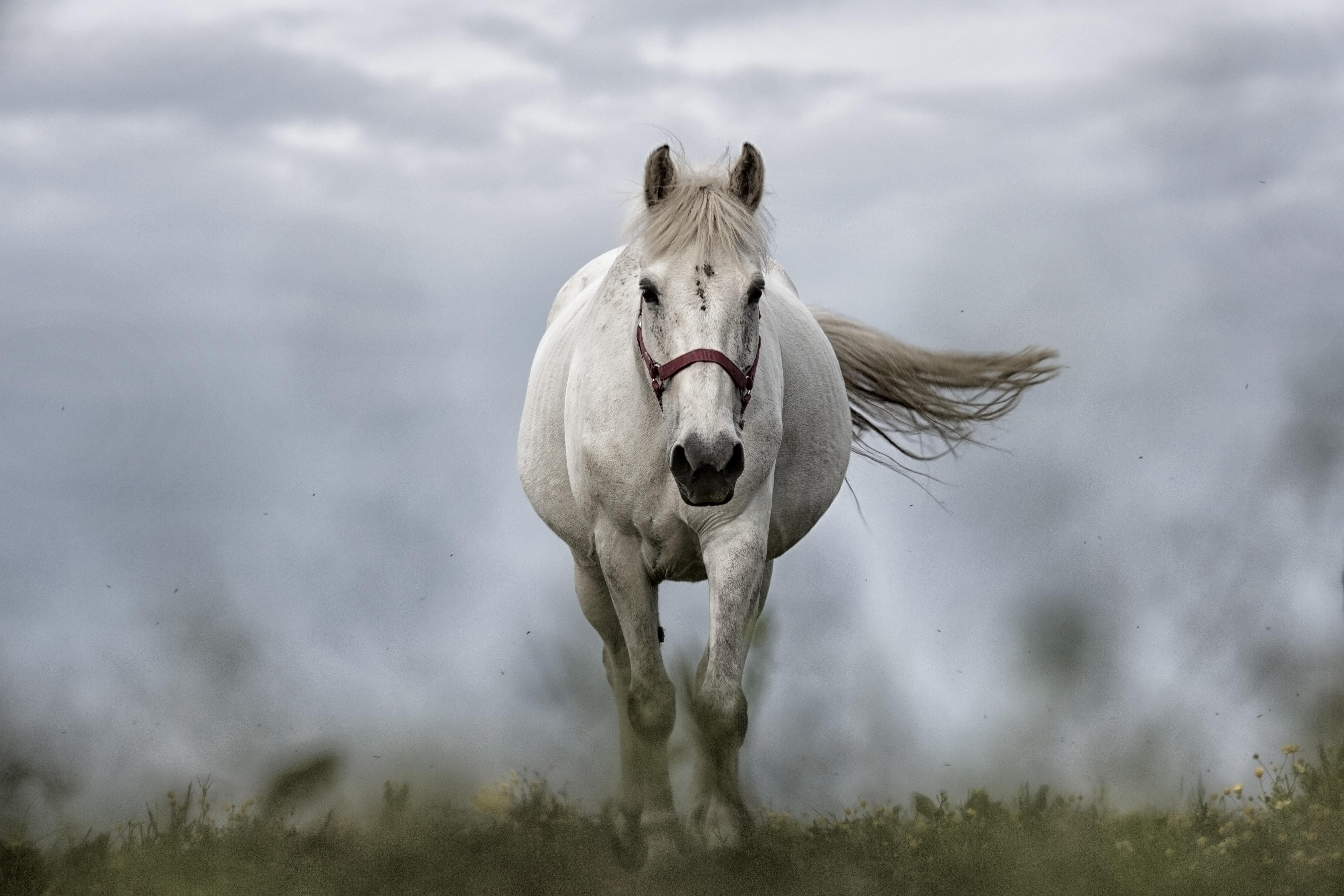 white-horse-1136093