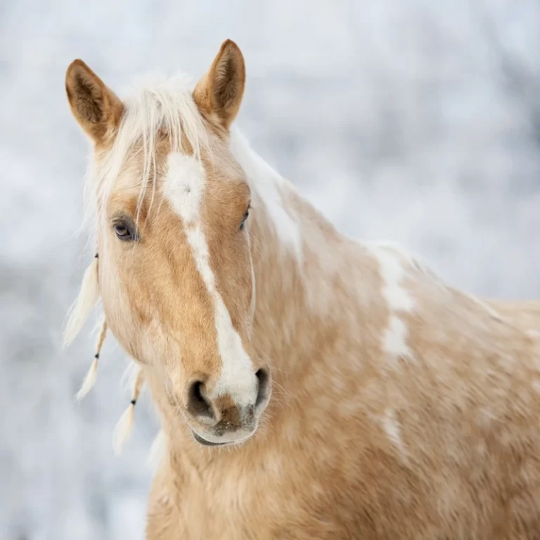 Diagnostyka zespołu astmy koni!