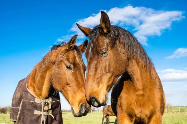 koniki to nasza pasja 600_400