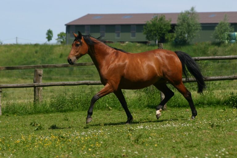 Astma u koni – Co powinieneś wiedzieć o RAO