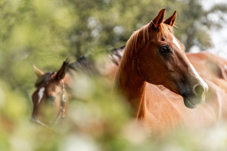 Czy kaszel u konia zawsze oznacza RAO