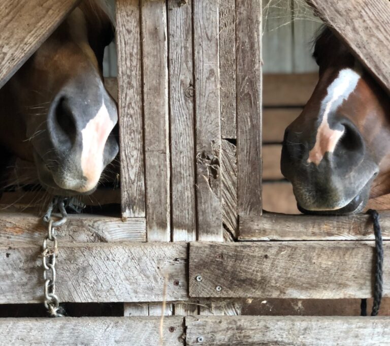 Profilaktyka układu oddechowego w sezonie halowym. Czy treningi na hali są dobre dla koni?