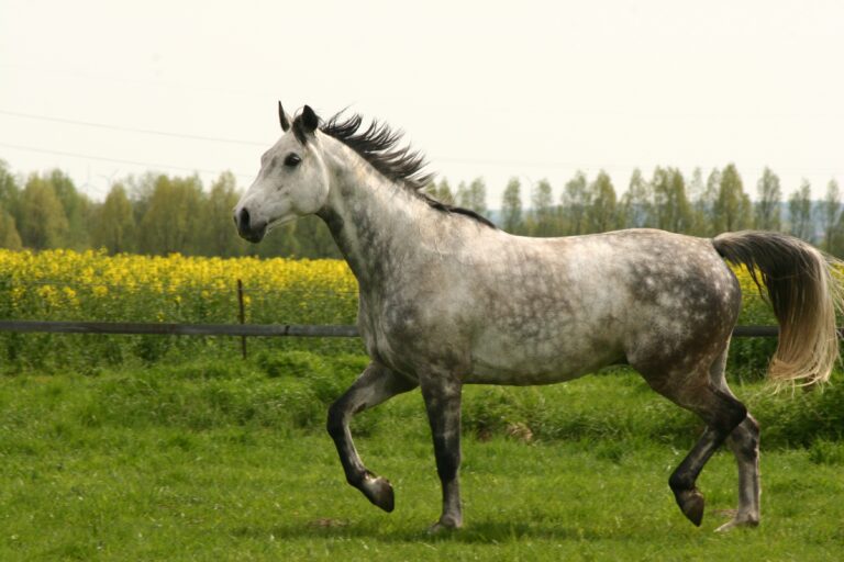 Gray,Westphalian,Horse,Trotting,On,Meadow
