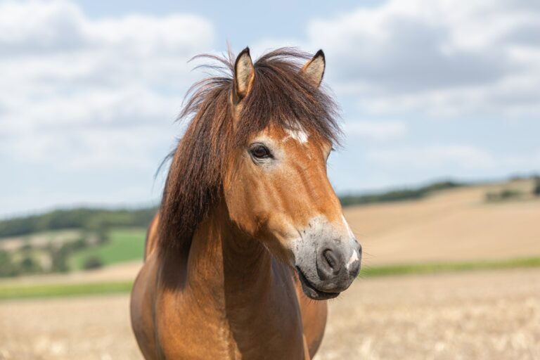Portrait,Of,A,Beautiful,Icelandic,Horse,Gelding,In,Front,Of