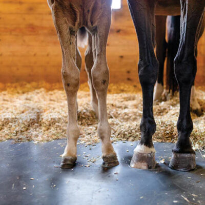 Haygain Comfort STALL ortopedyczna mata dla koni, mata stajenna do boksu na układ oddechowy